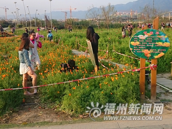 晴天游客多花海公園亂象不少　公園方吁文明賞花