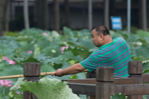 在農林大觀音湖，這名男子用帶兜長桿摘了一袋蓮蓬（黃同學供圖）