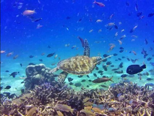 旅行達人學潛水下海避暑　與魚兒為伍不忘撿垃圾