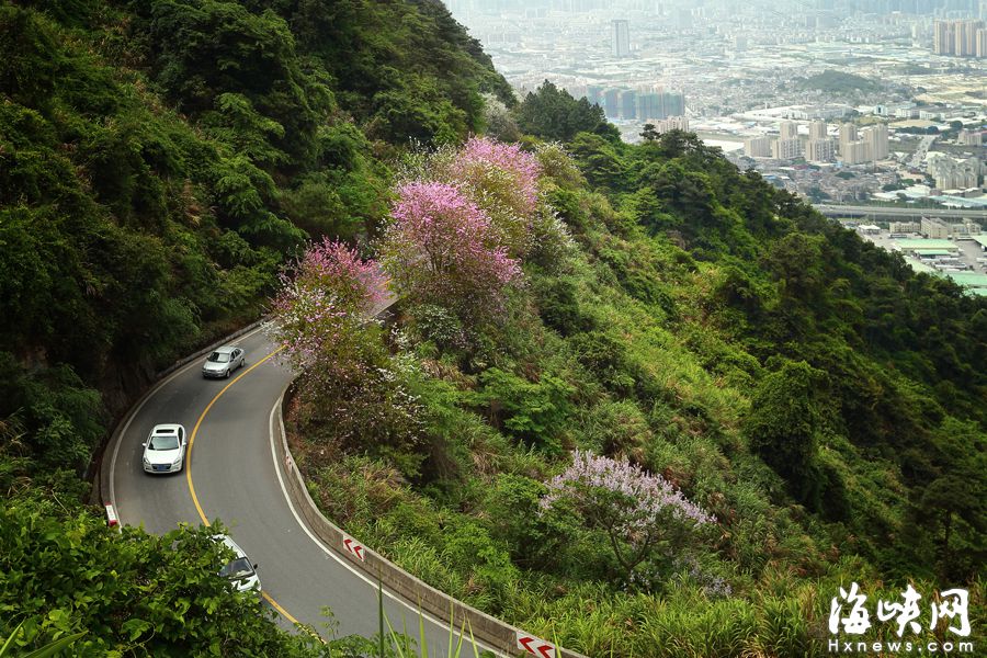 “福州最拉風山路”遠離喧囂　柳杉夾道云霧繚繞