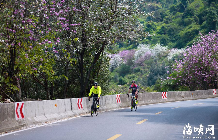 “福州最拉風山路”遠離喧囂　柳杉夾道云霧繚繞