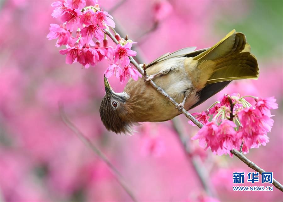 森林公園2.5公頃櫻花盛開 鳥兒采食花蜜春色盎然