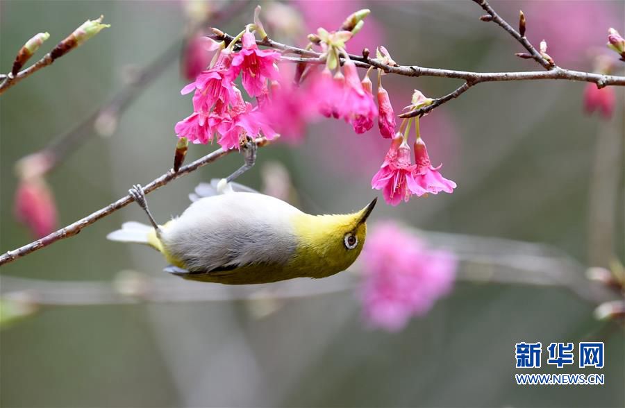 森林公園2.5公頃櫻花盛開 鳥兒采食花蜜春色盎然